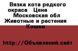 Вязка кота редкого окраса › Цена ­ 5 000 - Московская обл. Животные и растения » Кошки   